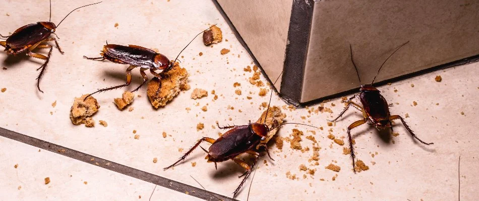 Food crumbs on the floor in Longmont, CO, with food crumbs.