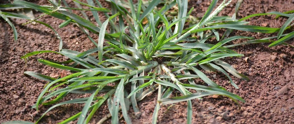 Goosegrass weed on the ground in Colorado.