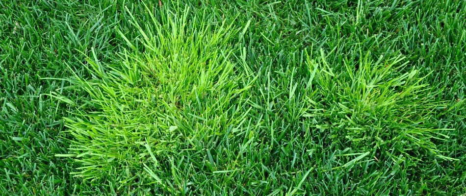 Grass and two weed patches in Longmont, CO.