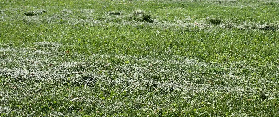 Grass clippings on a lawn in Longmont, CO.