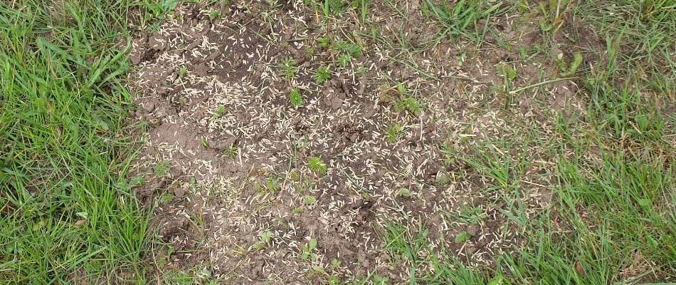Grass seeds on the bare area of a lawn in Longmont, CO.