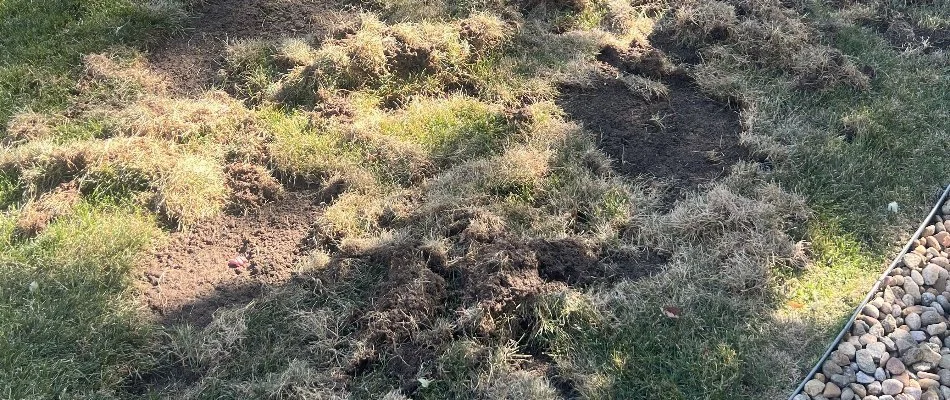Grub damaged lawn in Longmont, CO.