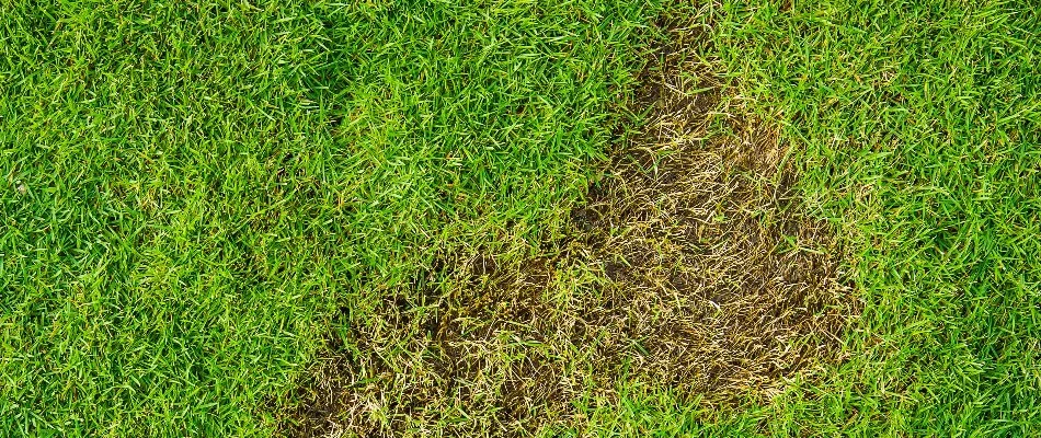 Lawn in Longmont, CO, with bare patch due to grub damage.