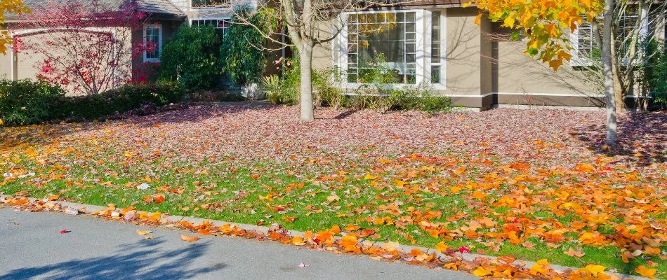 Leaves covering a lawn in Longmont, CO.