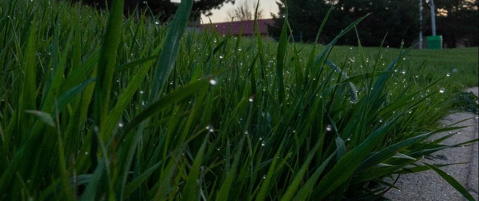Lush grass blades in Longmont, CO.