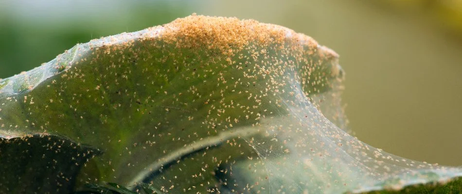Mites on webbing covering a leaf in Longmont, CO.