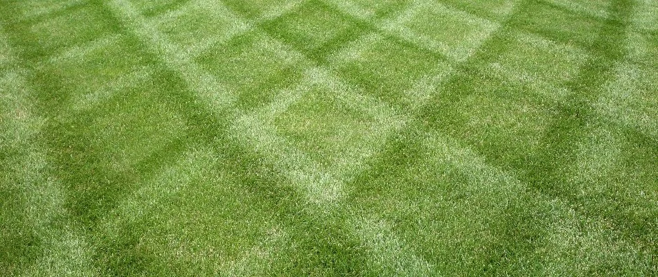 Mowing marks on a lawn in Longmont, CO.