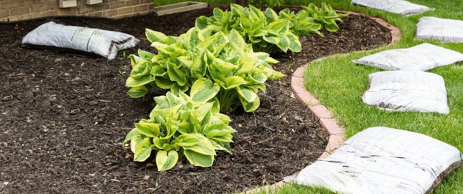 Mulched landscape bed in Longmont, CO, with green plants.