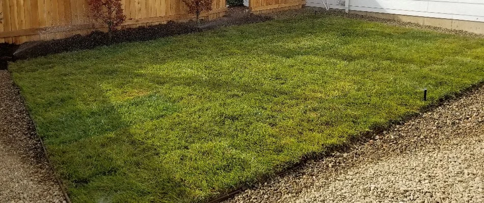 Newly installed sod in Longmont, CO.