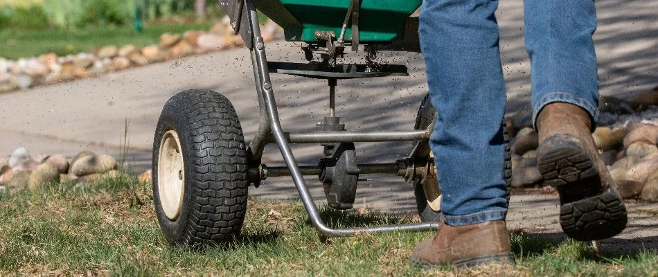 A person spreading granular fertilizer on a lawn in Longmont, CO.