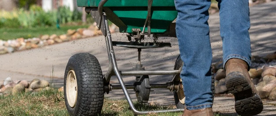 Professional spreading granular fertilizer on a lawn in Longmont, CO.