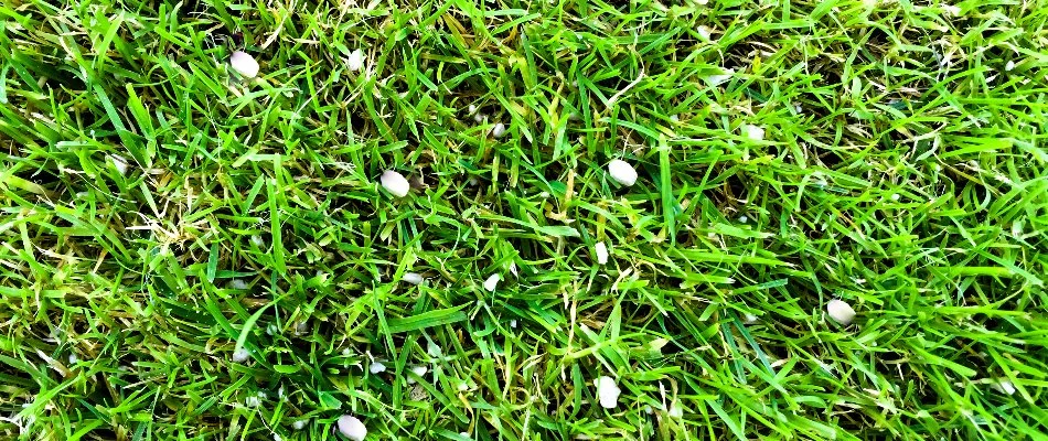 Small, white fertilizer granules across grass in Longmont, CO.