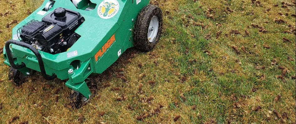Soil plugs around an aerator machine in Longmont, CO.