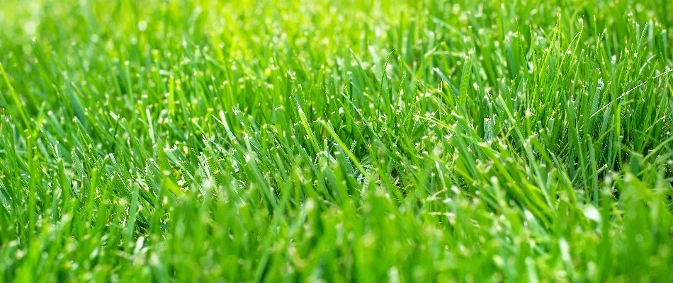 Tall fescue grass seeds in Colorado.