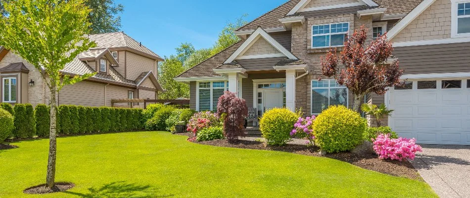 Trees and shrubs in a yard in Longmont, CO.