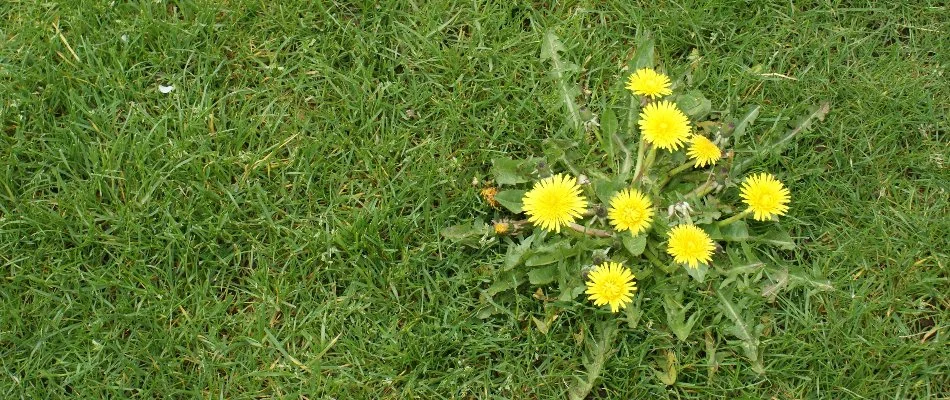 Yellow dandelion flowers on a green lawn in Colorado.