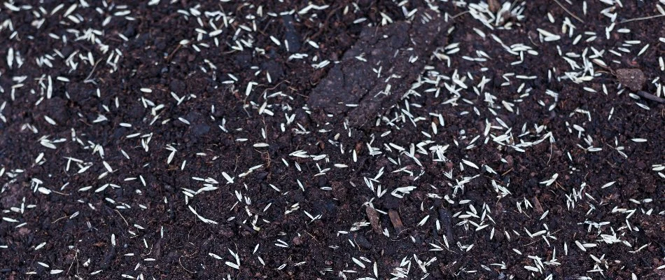 Bare soil in Longmont, CO, with grass seeds.