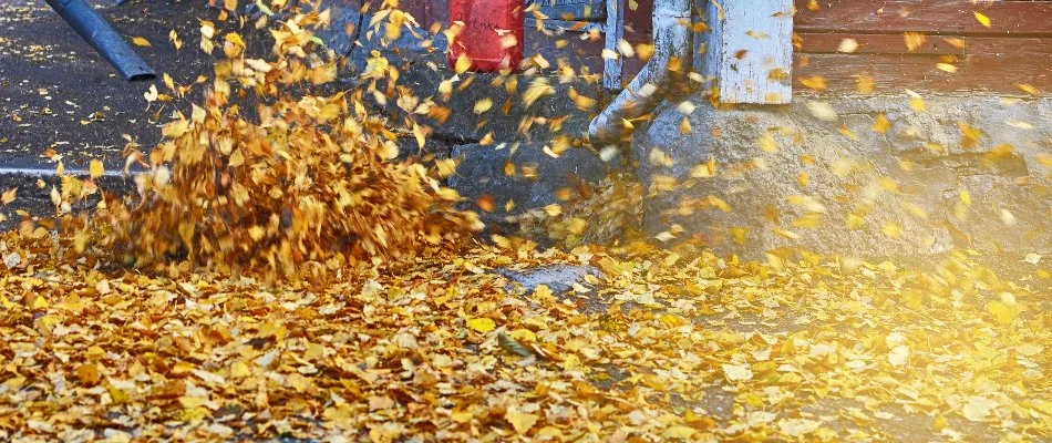 Blowing leaves in a yard in Longmont, CO.