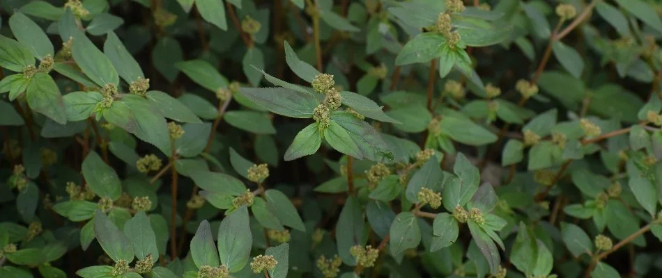 Close up of a spurge weed in Longmont, CO.