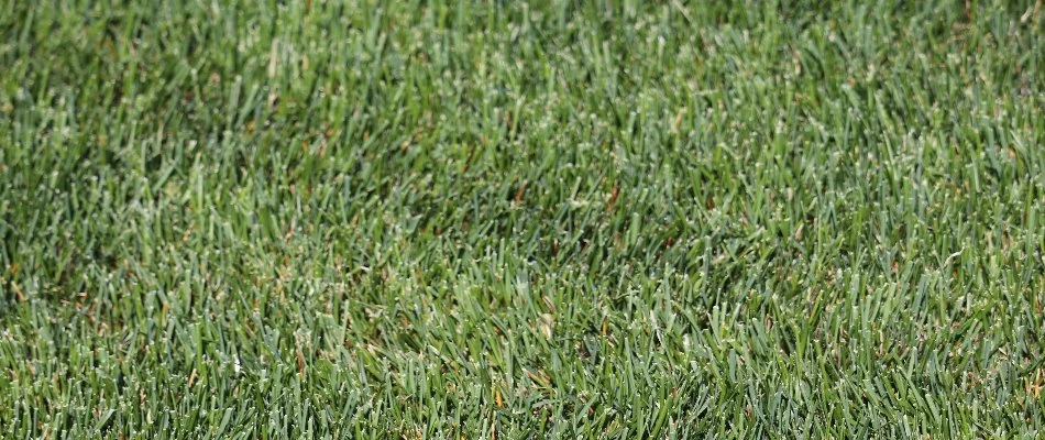 Closeup of green grass blades in Longmont, CO.
