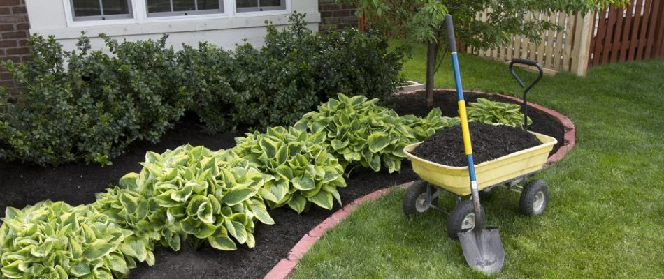 Landscape bed with mulch next to wheelbarrow and shovel in Longmont, CO.