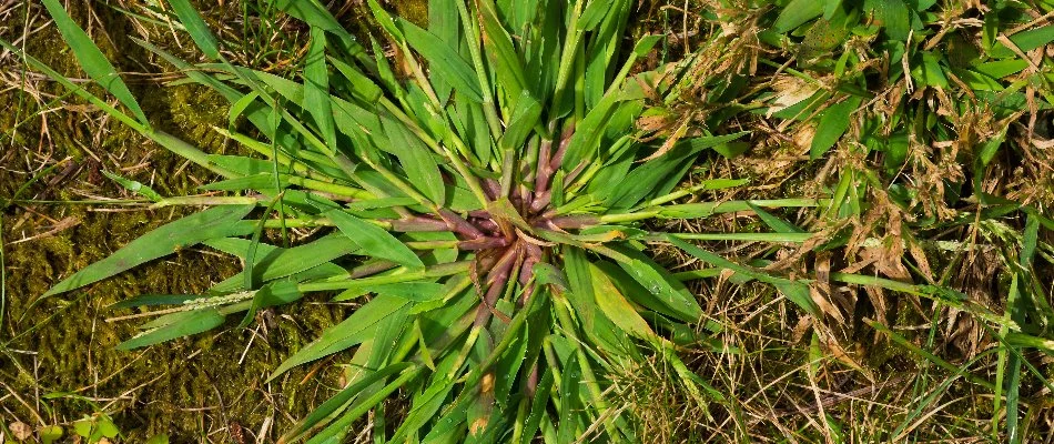 Crabgrass weed on a lawn in Longmont, CO.