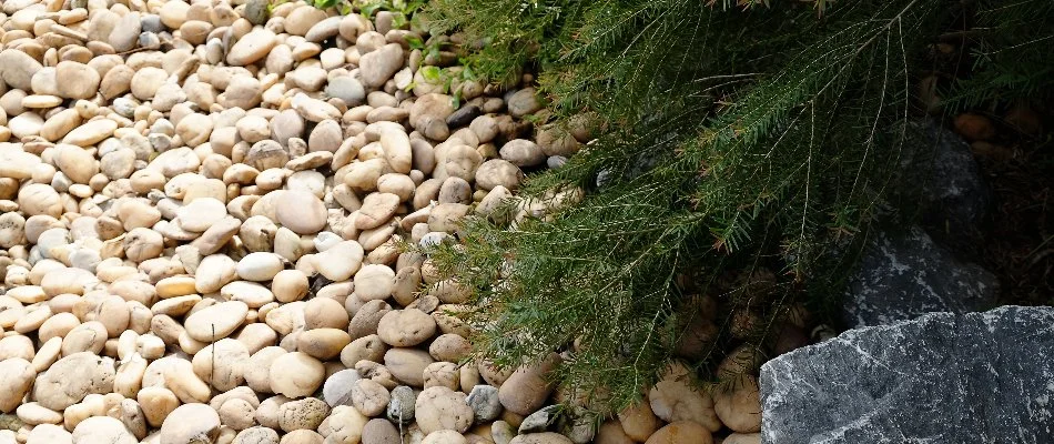 Spraying shrubs at home in Niwot, CO.