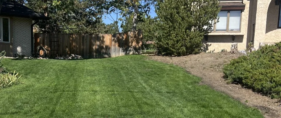 Healthy green grass in Mead, CO, with plants.
