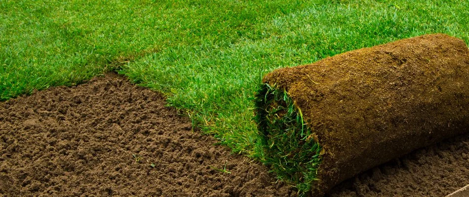 Installation of a roll of sod in Longmont, CO.