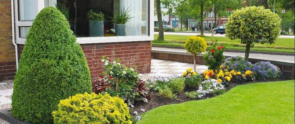 Landscape in Hygiene, CO, with dense shrubs and colorful flowers.