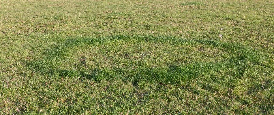 Necrotic ring spot disease on a lawn in Longmont, CO.