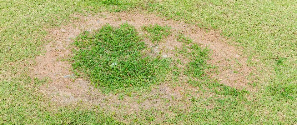 Lawn in Longmont, CO, with necrotic ring spot.