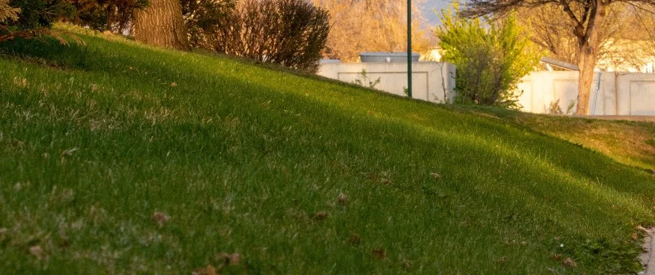 Lush green lawn in Gunbarrel, CO.
