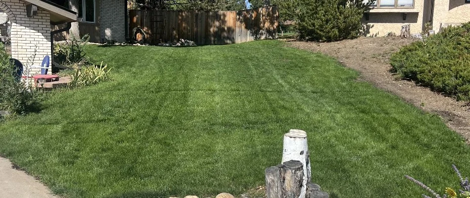 Seedlings growing in a new lawn in Longmont, CO.