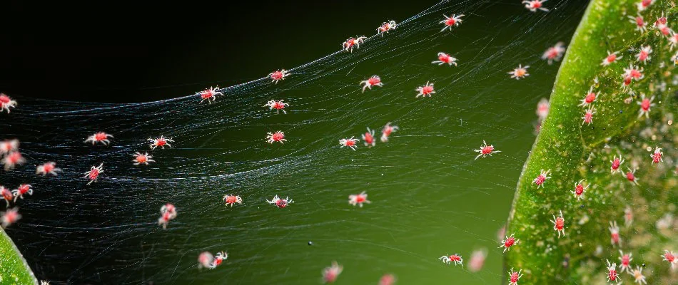 Mites on webbing between the leaves of a plant in Longmont, CO.