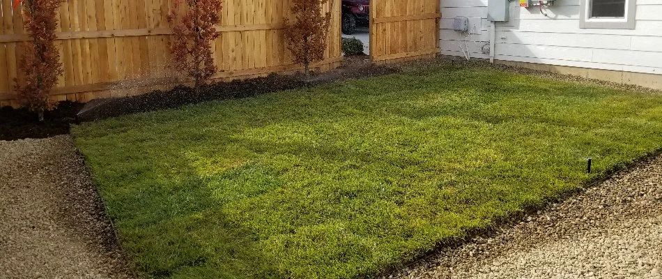 Newly installed sod with running sprinklers in Longmont, CO.