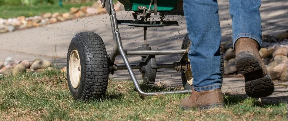 Professional in Hygiene, CO, spreading granular fertilizer on a lawn.