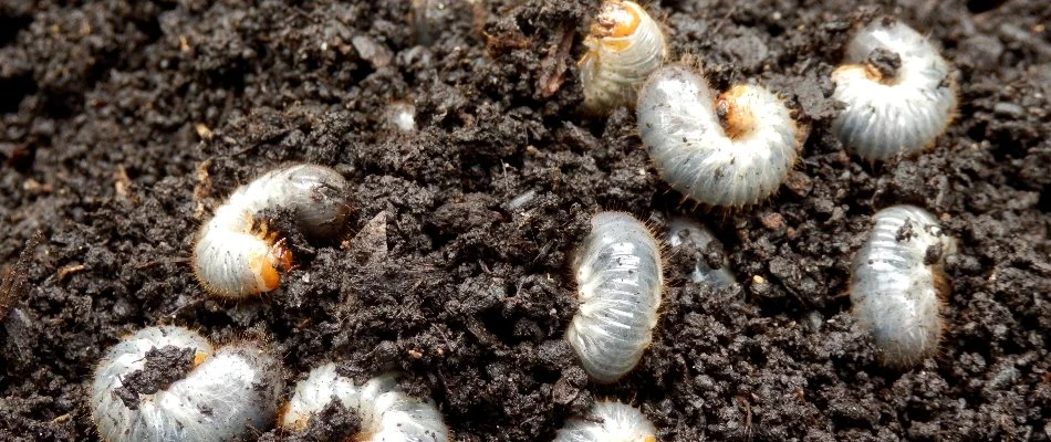 Several grubs on the soil in Longmont, CO.