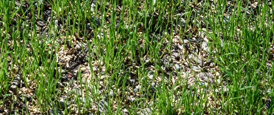 Sparse lawn in Longmont, CO, with grass seeds.