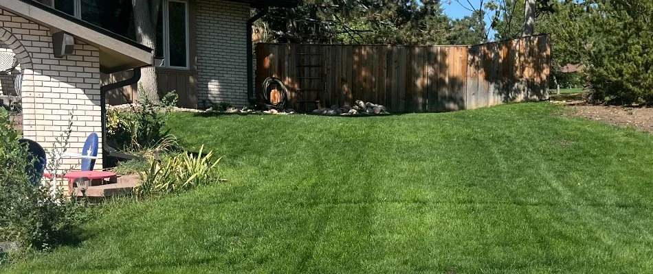 Thick green grass in Longmont, CO, beside a house.