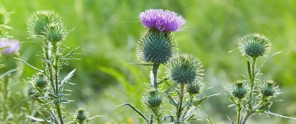 Thistle weed with purple flower on a lawn in Longmont, CO.