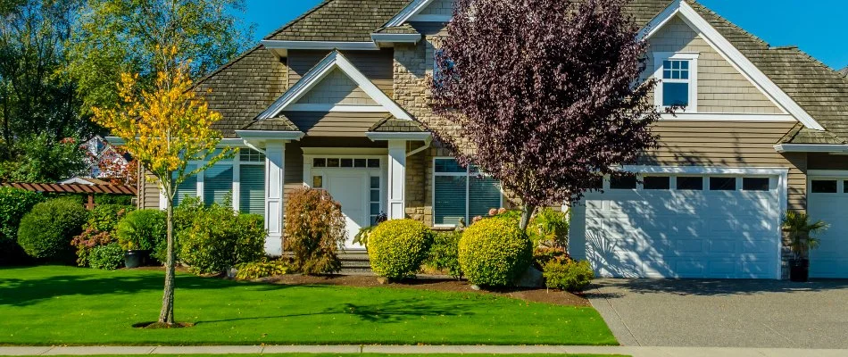 Trees in a front yard in Longmont, CO.