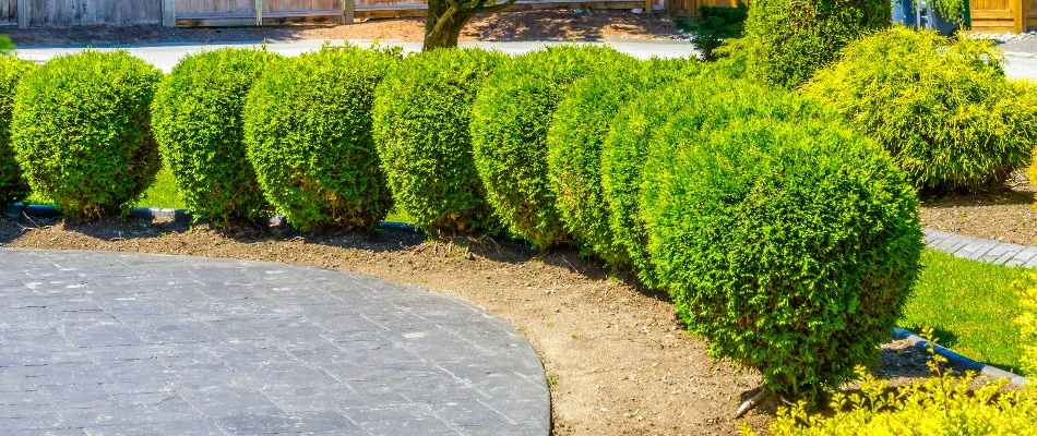 Trimmed shrubs in a landscape bed in Longmont, CO.