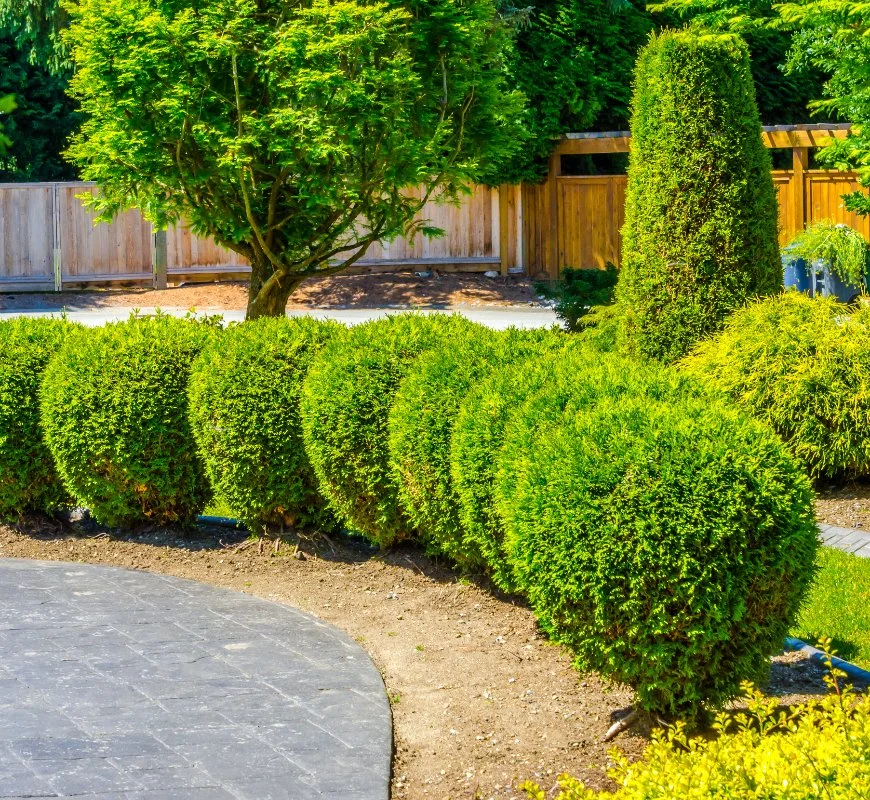 Row of bushes in a paved lawn in Niwot, CO